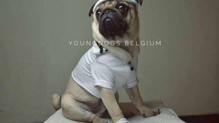 YoungDogs Belgium