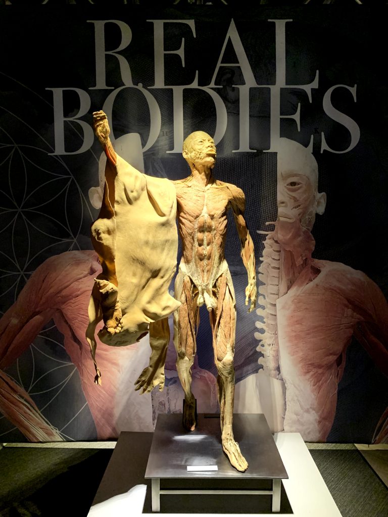 lichaam dat vel draagt op de tentoonstelling Real bodies.